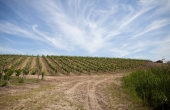 winnica-turnau-zwiedzanie-i-noclegi-3.jpg