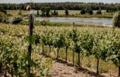 winnica_turnau_2025_slowhop_5.jpg